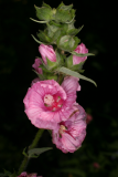 Lavatera olbia 'Pink Frills'  RCP 6-08 65.jpg